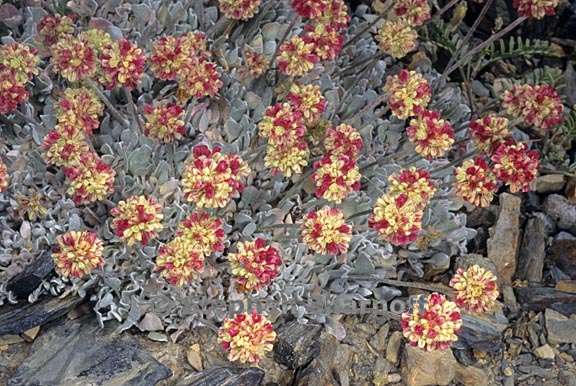 eriogonum ovalifolium 2 graphic